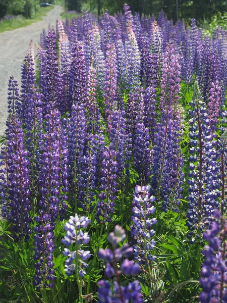 Ormanda Lupine Çiçekleri Yaz — Stok fotoğraf