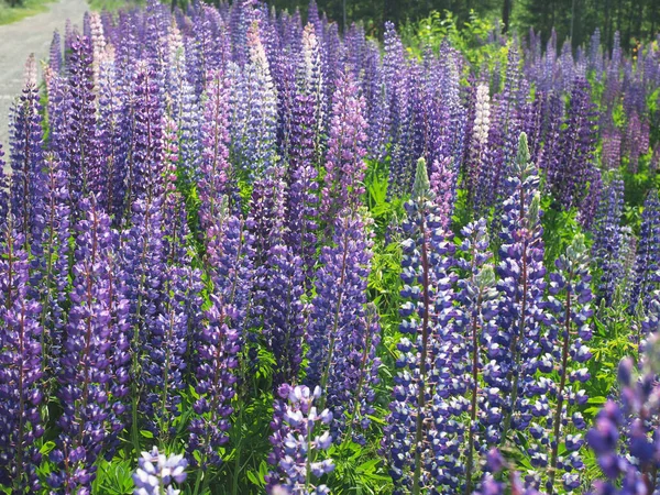 Ormanda Lupine Çiçekleri Yaz — Stok fotoğraf