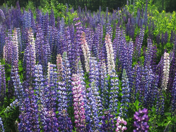 Lupine Virágok Erdőben Nyár — Stock Fotó
