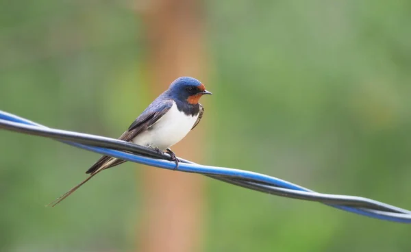 Avaler Sur Fil Été — Photo