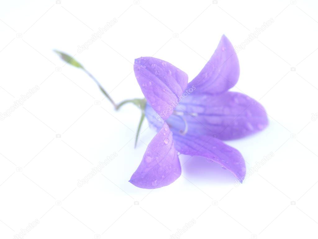 bluebell flower on white background