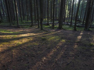 Gün batımında ormanda çam ağaçları