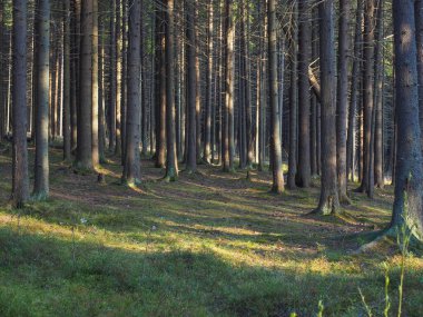 Gün batımında ormanda çam ağaçları