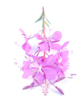 Beyaz arka planda ateş otu çiçekleri