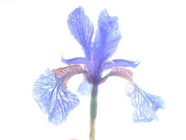 Beyaz arkaplanda mavi süsen çiçekleri