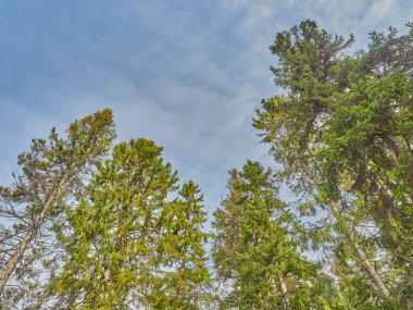 Gün batımında ormanda çam ağaçları