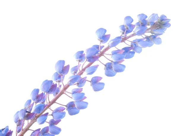 Blue Lupine Flowers White Background — Stock Photo, Image