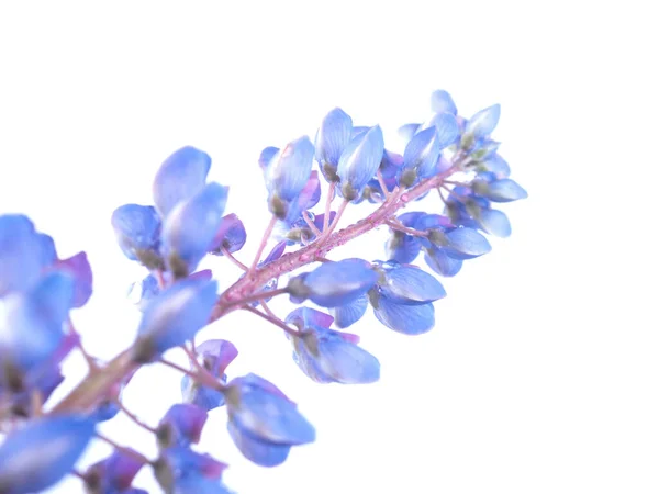 白い背景に青い花を咲かせます — ストック写真