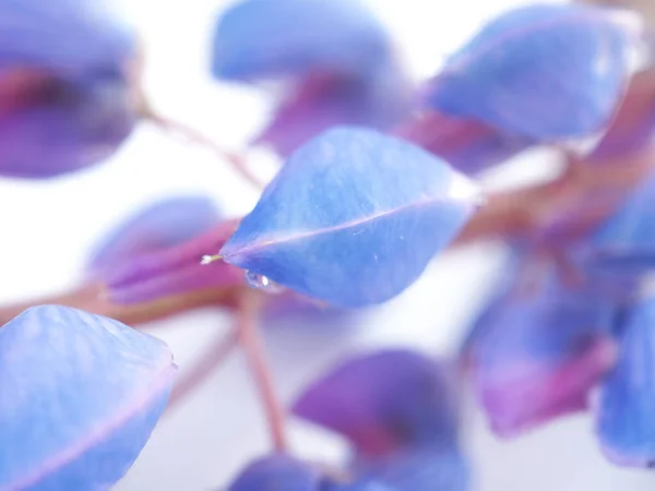 Blå Lupin Blommor Vit Bakgrund — Stockfoto
