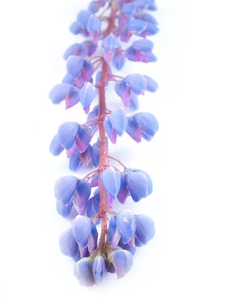 Modrá Lupina Květiny Bílém Pozadí — Stock fotografie