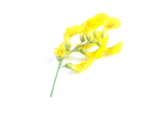 Fiori Prato Giallo Uno Sfondo Bianco — Foto Stock