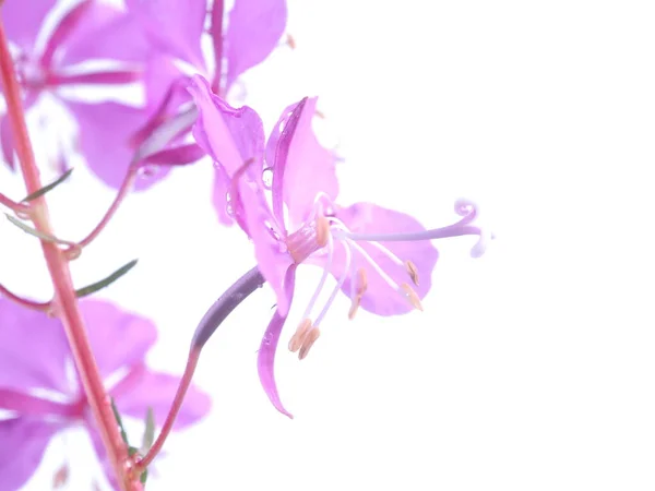 Fiori Fireweed Uno Sfondo Bianco — Foto Stock