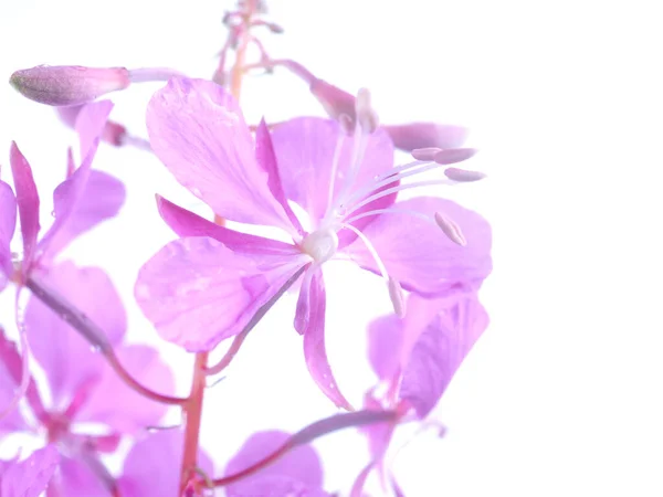 Fiori Fireweed Uno Sfondo Bianco — Foto Stock