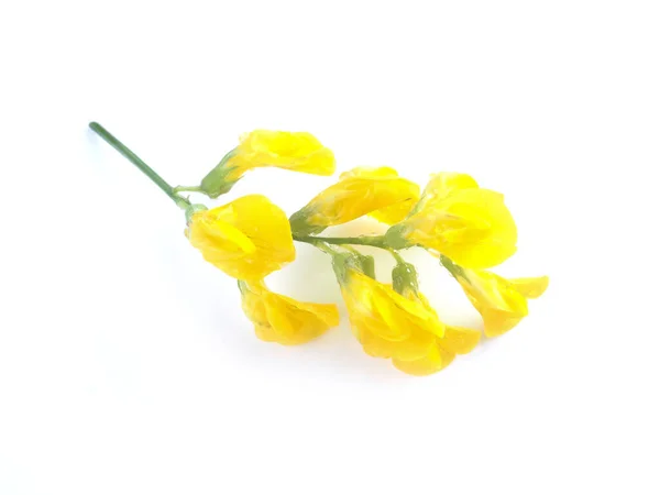 Yellow Meadow Flowers White Background — Stock Photo, Image