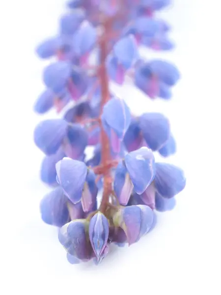 Голубые Цветы Люпина Белом Фоне — стоковое фото