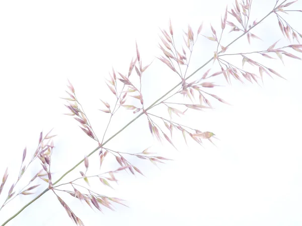 Getreidepflanze Auf Weißem Hintergrund — Stockfoto