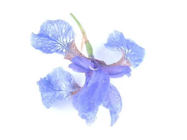 Kék Írisz Virágok Fehér Háttér — Stock Fotó
