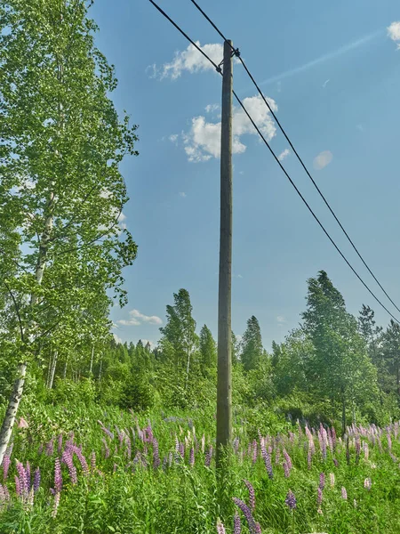 森の中の電柱は — ストック写真