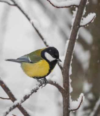 tit on the branch in the forest