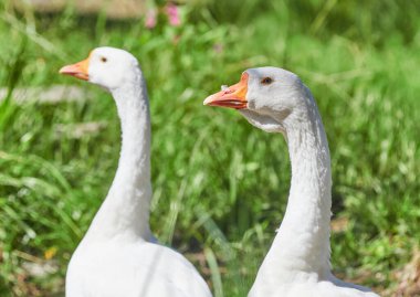 Evcil kazlar çimenlerde dinleniyor.