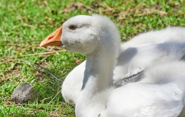 Evcil kazlar çimenlerde dinleniyor.