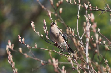 Ormandaki alder dallarında ispinoz kuşu