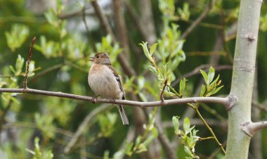 Ormandaki ağaç dallarında ispinoz