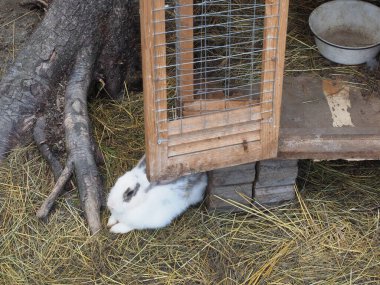 Kalemdeki güzel tavşanlar