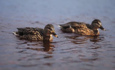 Nehir kıyısındaki ördekler. yaz