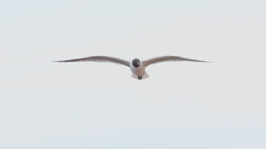 Kuş martı gökyüzünde uçuyor.