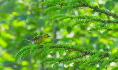 Ormandaki bir ağaçta derisi yüzülmüş