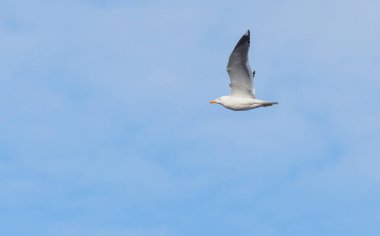 Kuş martı gökyüzünde uçuyor.