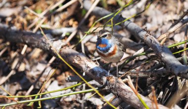 Ormandaki mavi boğaz. yaz