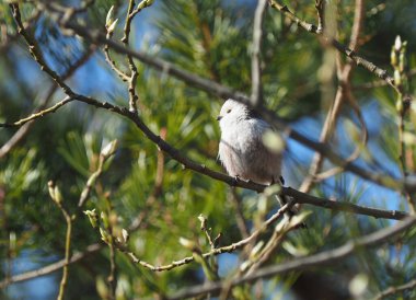 long-tailed tit on twigs in the forest