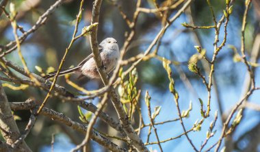 long-tailed tit on twigs in the forest