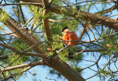 Ormandaki çam dallarında ispinoz kuşu