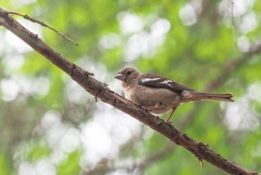 Ormandaki ağaç dallarında ispinoz