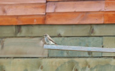 Ormandaki ağaç dallarında ispinoz