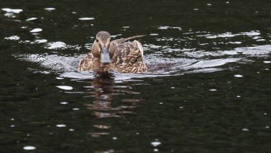 Nehir kıyısındaki ördekler. yaz