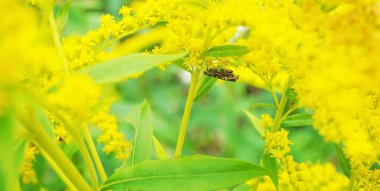 Gece kelebeği çiçeklerin üzerinde altın çubuk