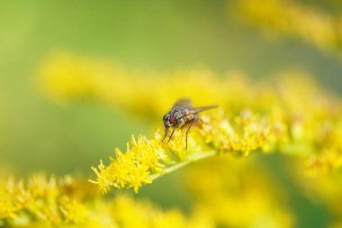Altın bir çubukla uç