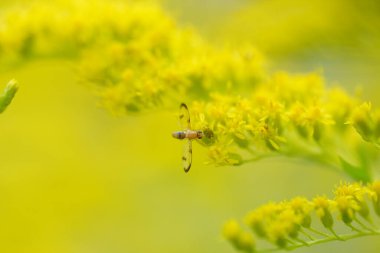 Altın bir çubukla uç