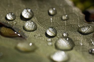 Yaprağın üzerindeki su damlacıkları