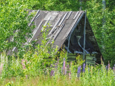 Ormandaki eski ev. yaz