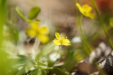 Ormanda sarı düğün çiçeği