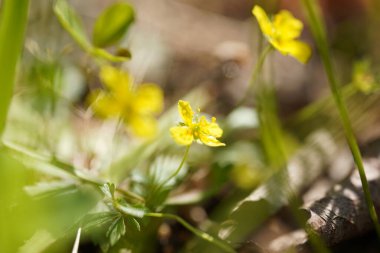 Ormanda sarı düğün çiçeği