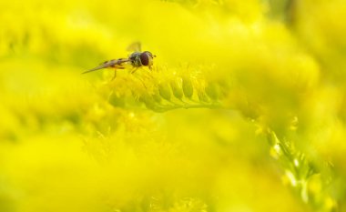 Altın bir çubukla uç