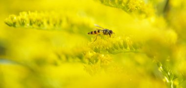 Altın bir çubukla uç