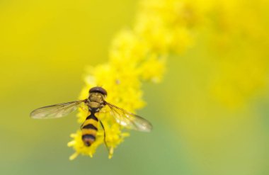 Altın bir çubukla uç
