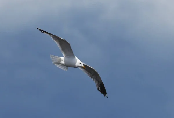 鸟儿海鸥在空中飞翔 — 图库照片